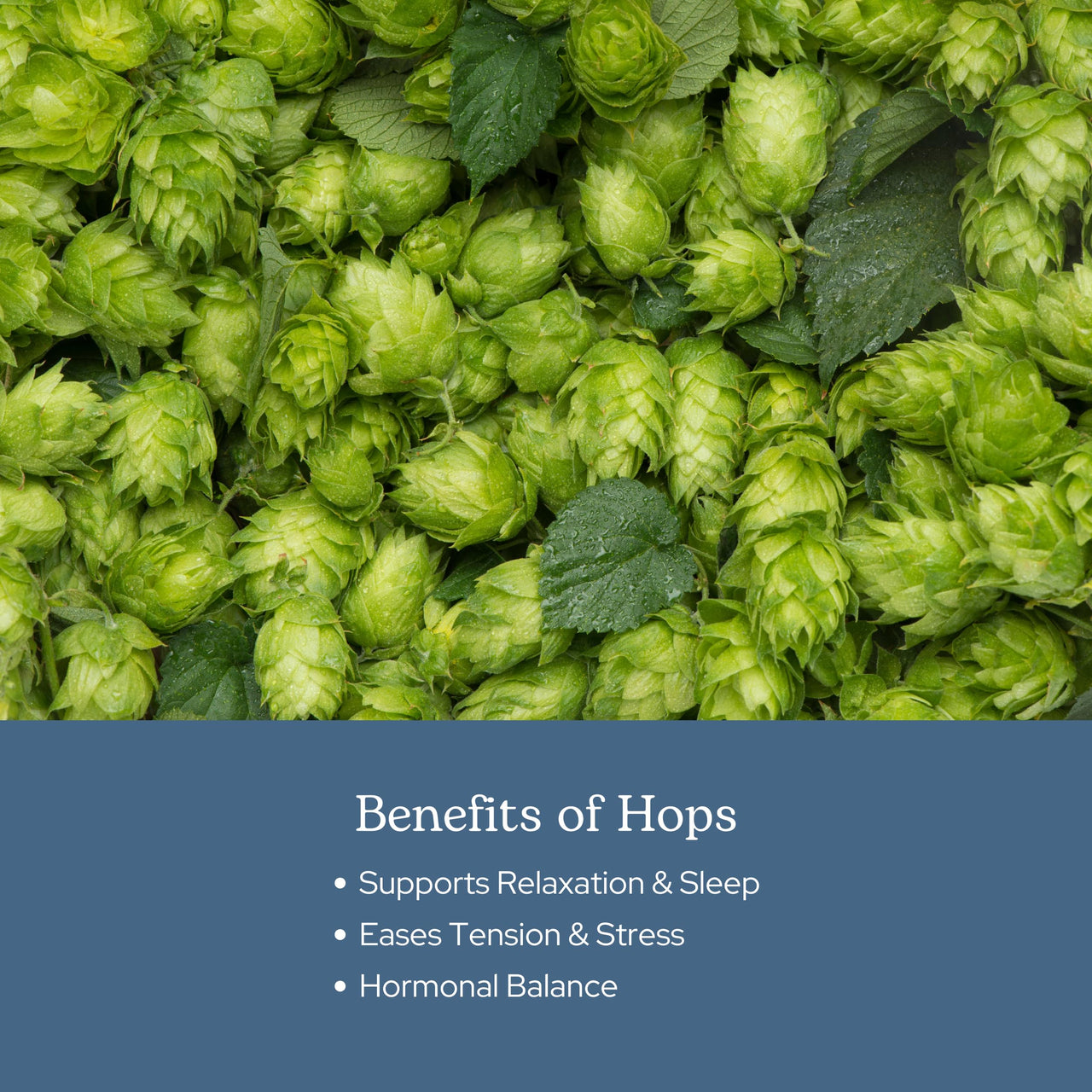 Eclectic Herb - Hops Capsules | Natural Relaxation & Sleep Support | Antioxidant Support | Herbal Supplement | Vegan, Non-GMO, Gluten Free, Freeze-Dried (90 CT | 200 mg)