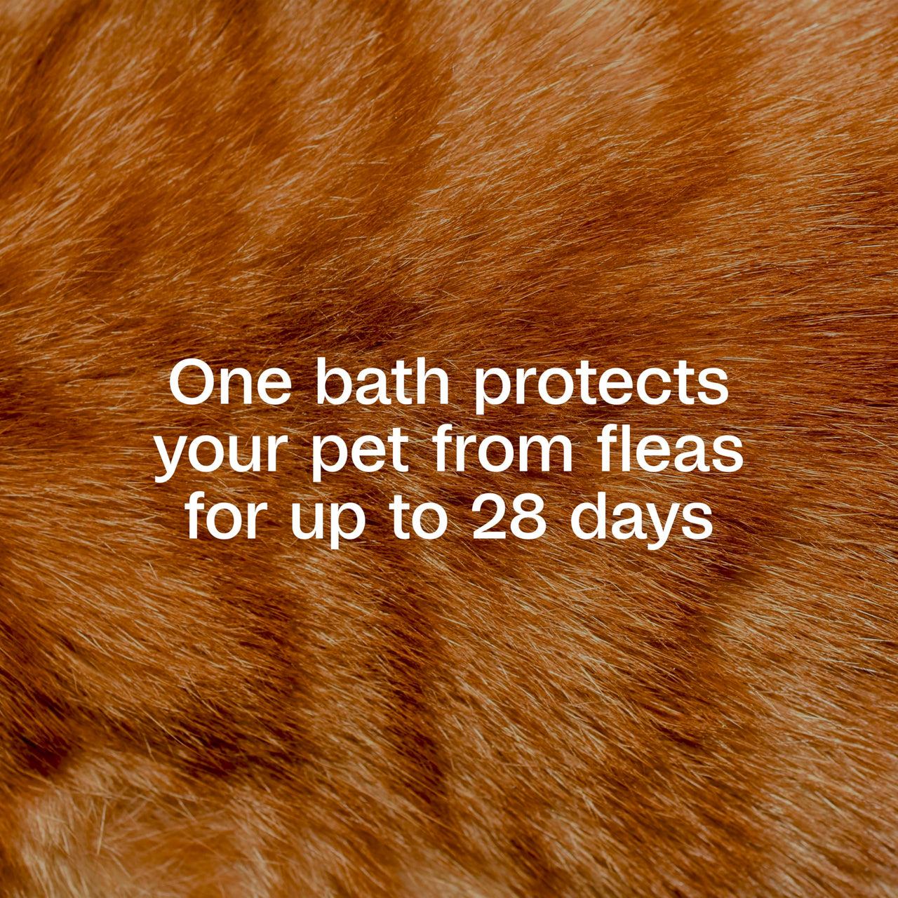 ADAMS Plus Flea & Tick Foaming Shampoo & Wash for Cats & Kittens, Flea Shampoo to Treat Flea Infestations, Kills Ticks, Fleas, Flea Eggs & Lice, Cleans and Conditions Coat, 10 Ounces