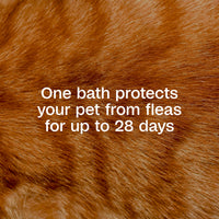 Thumbnail for ADAMS Plus Flea & Tick Foaming Shampoo & Wash for Cats & Kittens, Flea Shampoo to Treat Flea Infestations, Kills Ticks, Fleas, Flea Eggs & Lice, Cleans and Conditions Coat, 10 Ounces