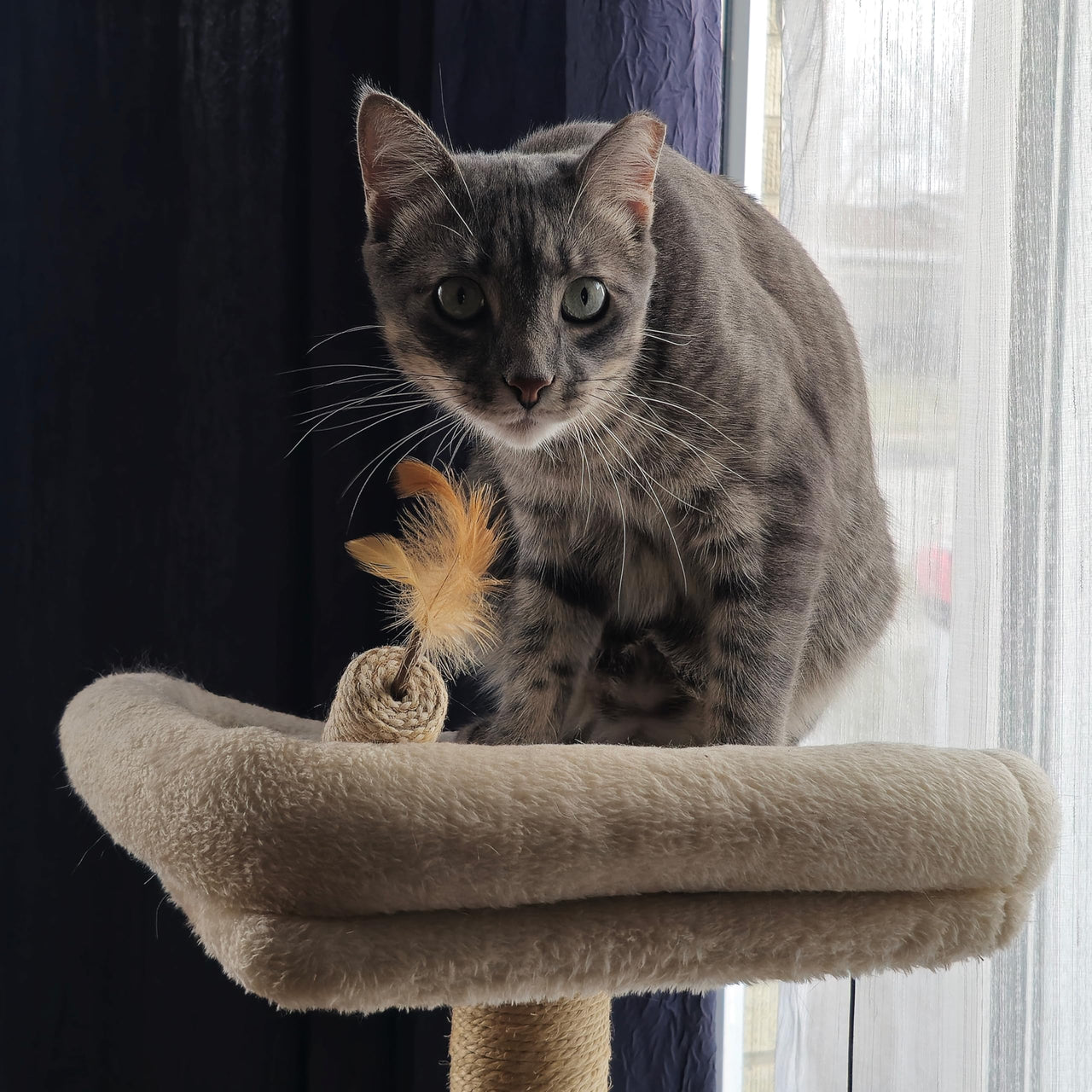 SPOT Naturals Silver Vine Cat Toy – Natural Interactive Enrichment for Cats, Stimulates Play and Reduces Stress, Durable and Safe, Perfect for Indoor Cats and Kittens, Assorted Styles, 1 Piece