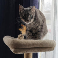 Thumbnail for SPOT Naturals Silver Vine Cat Toy – Natural Interactive Enrichment for Cats, Stimulates Play and Reduces Stress, Durable and Safe, Perfect for Indoor Cats and Kittens, Assorted Styles, 1 Piece