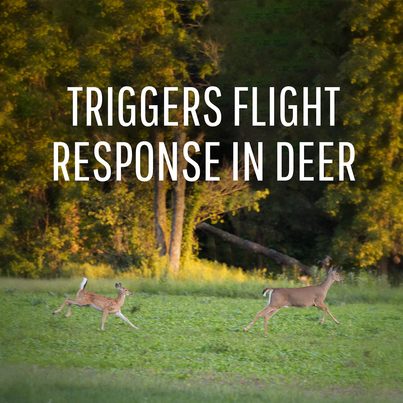 Safer Brand Deer-Off Deer Repellent Stations - 6 Waterproof Repelling Stakes for Gardens and Lawns - All Season Protection - 5962 - 6 Pack