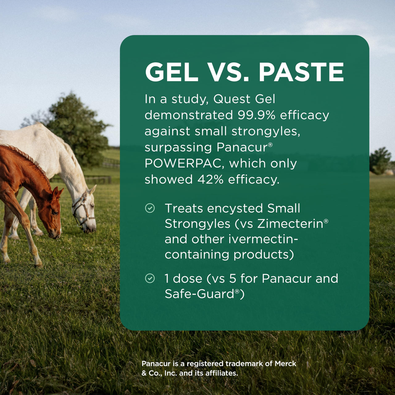 Quest Gel Moxidectin Horse Dewormer, Early Grazing Season recommended for Horses and Ponies 6 months and older, 0.5oz Sure-Dial Syringe