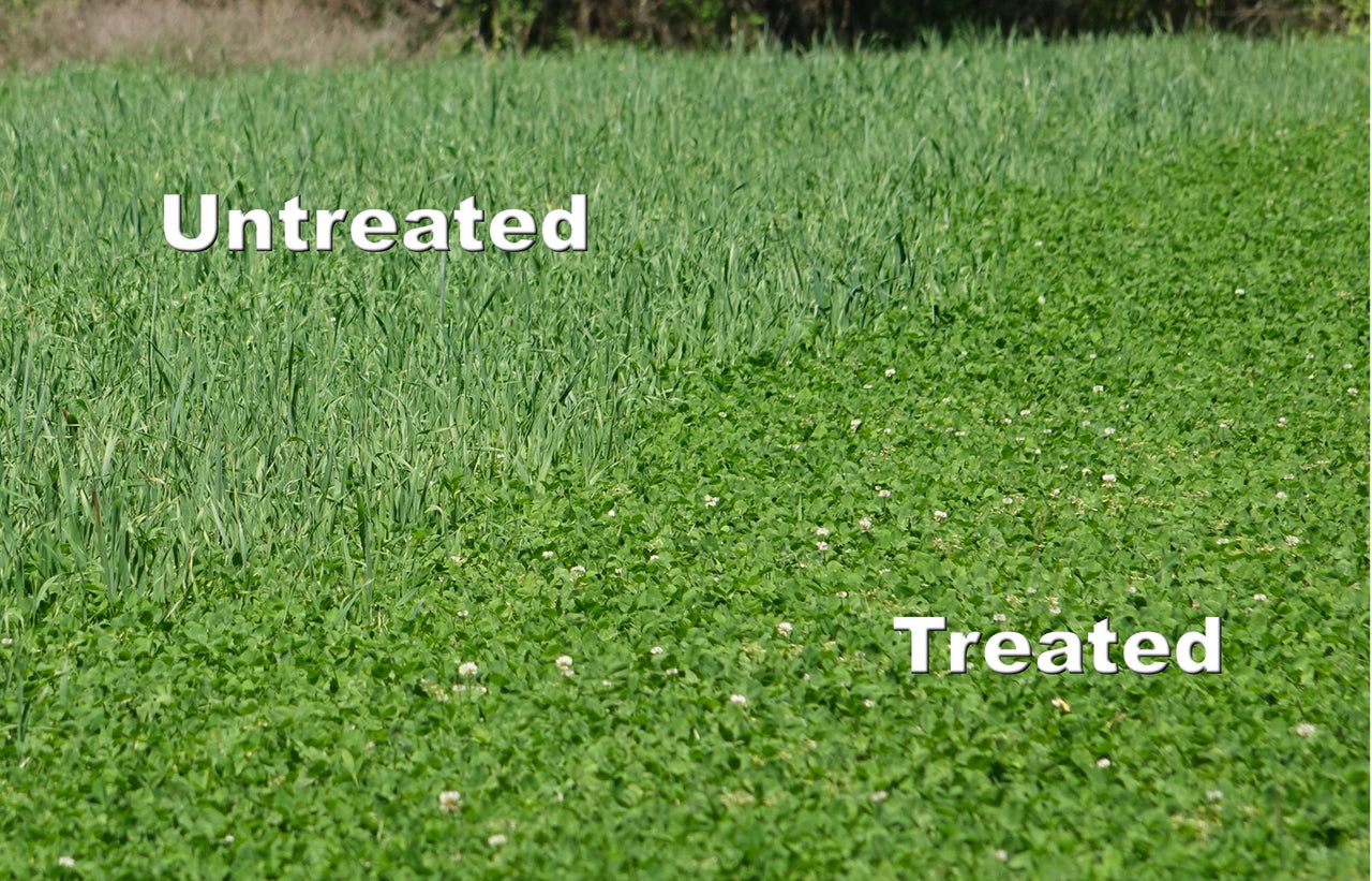 Whitetail Institute Arrest Max Selective Grass Control Herbicide Specifically Developed for Deer Food Plots, 1 Pint