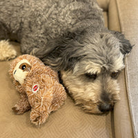 Thumbnail for SPOT Fun Sloth Dog Toy - Soft, Stuffed, Squeaky, Plush Fabric Toy for Mini and Small Dogs and Puppies, Enrichment for Light Chewers and Cuddlers, 7in