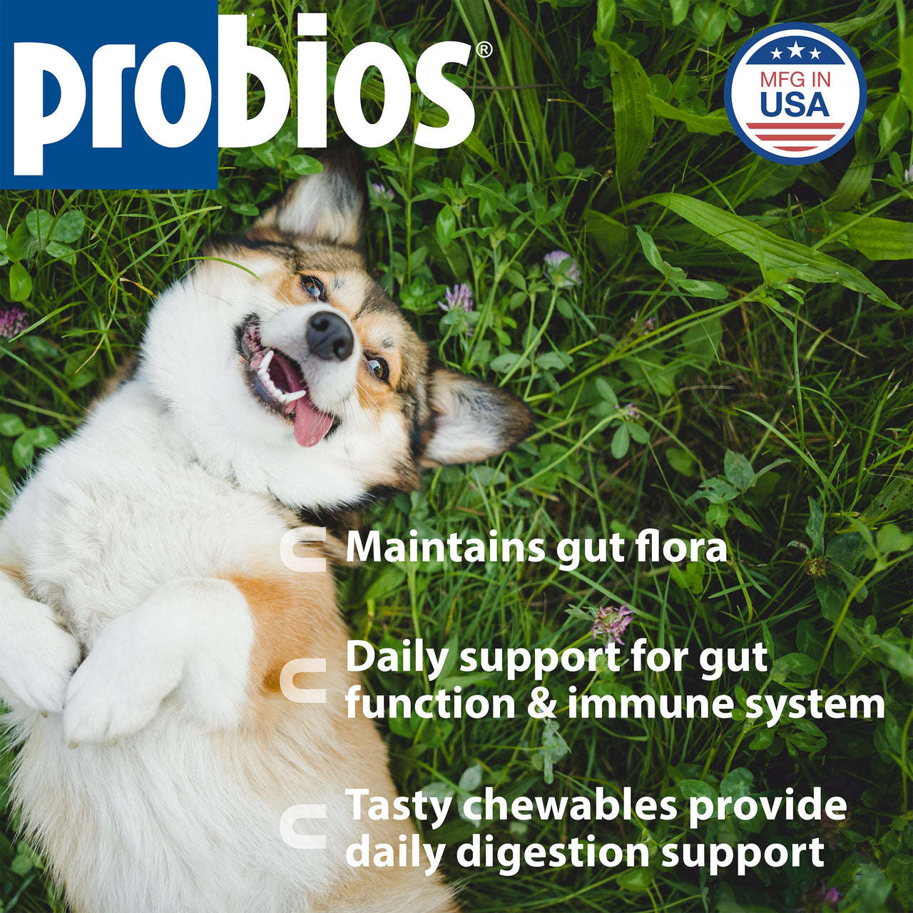 Probios Digestive Support Chewables for Dogs, Daily Probiotic Supplement for Gut Health, Digestion & Immune Support, 1 lb