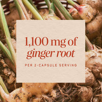 Thumbnail for Nature’s Way Ginger Root Capsules, 1100 mg per 2-Capsule Serving Ginger Supplement for Digestive Comfort and Motion-Related Nausea Support*, Vegan, Non-GMO Project Verified, 240 Count
