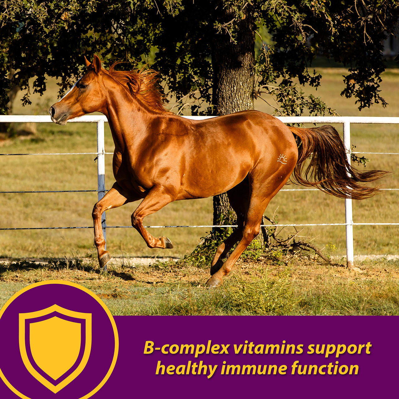 Horse Health Red Cell, Liquid Vitamin-Iron-Mineral Supplement for Horses, Helps Fill Important Nutritional Gaps in Horse's Diet, 1 Qt., 32 Oz., 16-Day Supply