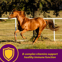 Thumbnail for Horse Health Red Cell, Liquid Vitamin-Iron-Mineral Supplement for Horses, Helps Fill Important Nutritional Gaps in Horse's Diet, 1 Qt., 32 Oz., 16-Day Supply