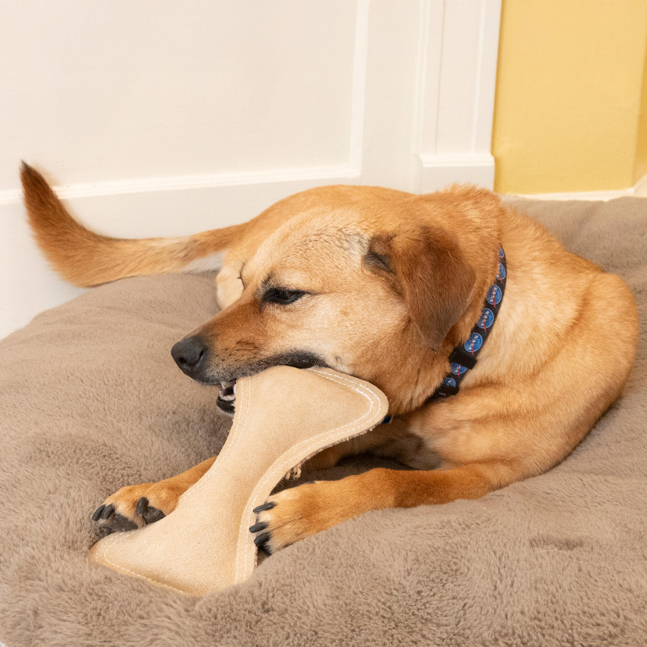SPOT Dura-Fused Leather Bone- Durable Dog Toy with Squeaker, Real Leather & Jute Fabric, Interactive Toy for Moderate & Aggressive Chewers, Medium & Large Dogs and Puppies, 9 inch