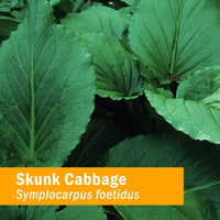 Thumbnail for Herb Pharm Skunk Cabbage Liquid Extract for Musculoskeletal System Support - 1 Ounce