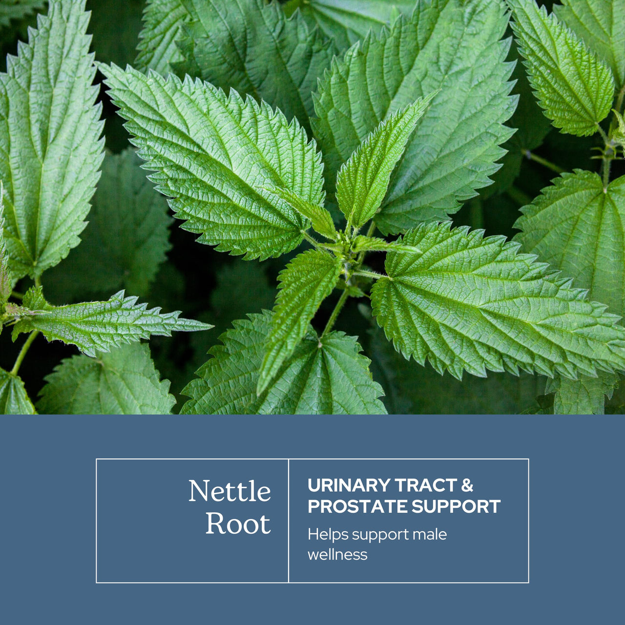 Eclectic Herb - Nettle Root Capsules | Prostate, Urinary Tract, and Male Health Support | Vegan, Non-GMO, Gluten Free, Freeze-Dried (90 CT | 250 mg)