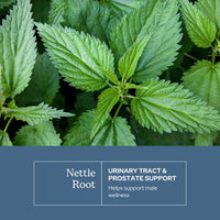 Thumbnail for Eclectic Herb - Nettle Root Capsules | Prostate, Urinary Tract, and Male Health Support | Vegan, Non-GMO, Gluten Free, Freeze-Dried (90 CT | 250 mg)