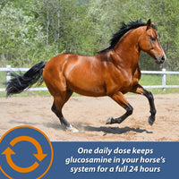 Thumbnail for Farnam MaxFlex XR Extended Release Joint Supplement for Horses, Provides a continuous supply of joint health ingredients for 24 hours, 0.9375 pound, 30 Day Supply