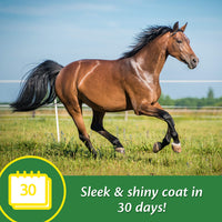 Thumbnail for Farnam Super 14 Healthy Skin & Coat Supplement for Horses, Keeps Coats Shiny & Gleaming Year-Round 2.75 Pound, 44 Day Supply
