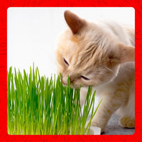 Thumbnail for Miracle Care Cat A'bout Cat Grass Kit for Indoor Cats, 5.25 Ounce, Hairball Control, Anti-Inflammatory, Improves Digestion and Metabolism
