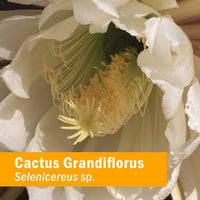 Thumbnail for Herb Pharm Cactus Grandiflorus Liquid Extract for Cardiovascular Circulatory Support - 1 Ounce