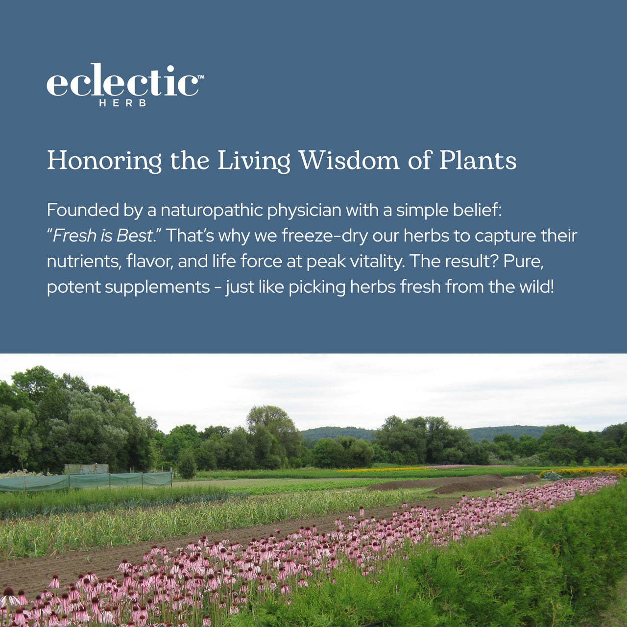 Eclectic Herb - Lymph & Blood Cleanse | Lymphatic & Circulatory Support | Freeze Dried, Concentrated Herbal Supplement | Natural, Wildcrafted, Non-GMO, Gluten Free, Vegan (45 CT | 285 mg)