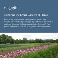 Thumbnail for Eclectic Herb - Lymph & Blood Cleanse | Lymphatic & Circulatory Support | Freeze Dried, Concentrated Herbal Supplement | Natural, Wildcrafted, Non-GMO, Gluten Free, Vegan (45 CT | 285 mg)