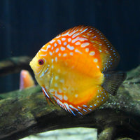 Thumbnail for Seachem Acid Regulator 250gram