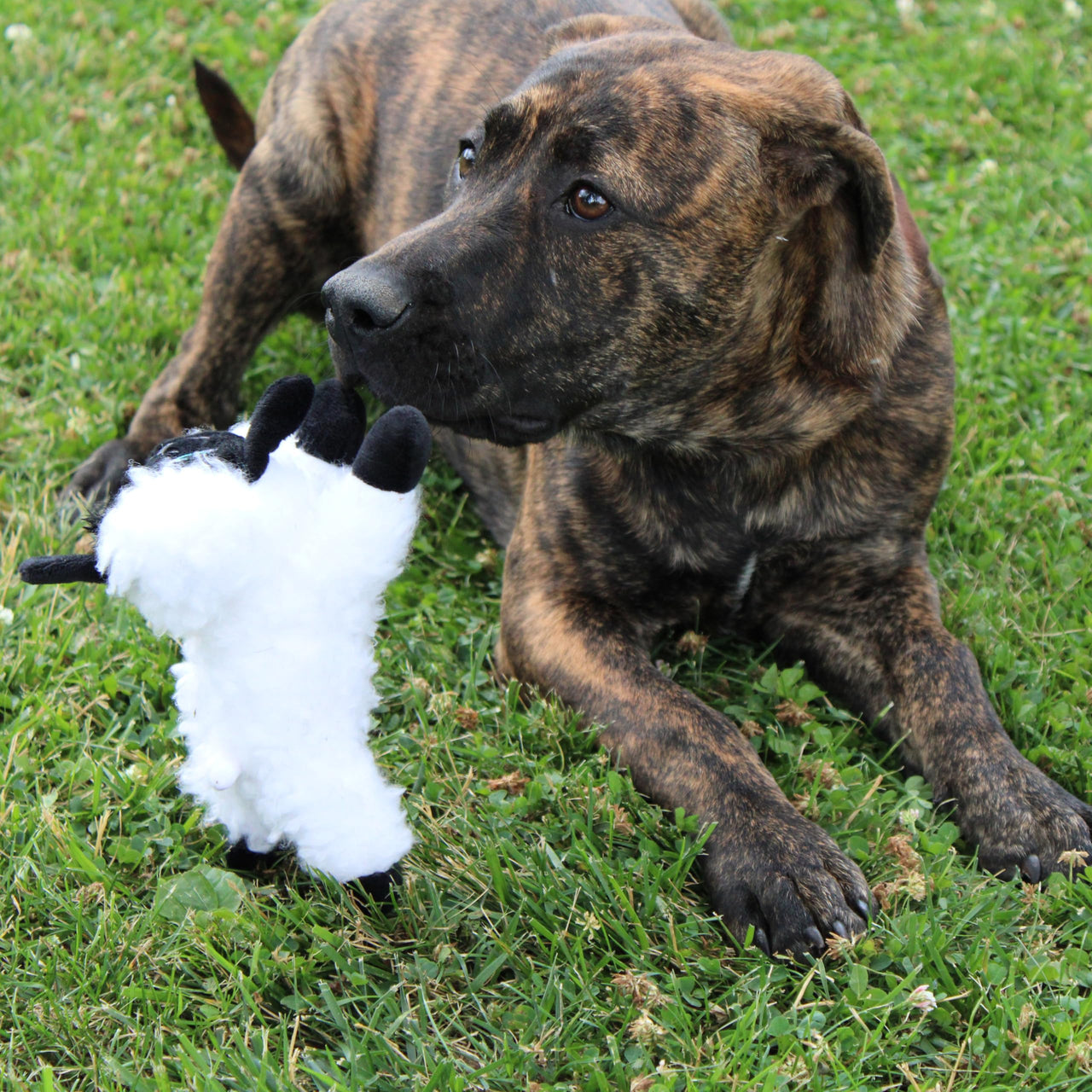 SPOT Baa Baa Black Sheep Plush Dog Toy - Cute and Cuddly Fleece Toy with Squeaker for Small Dogs and Puppies, 8in Black and White Lamb