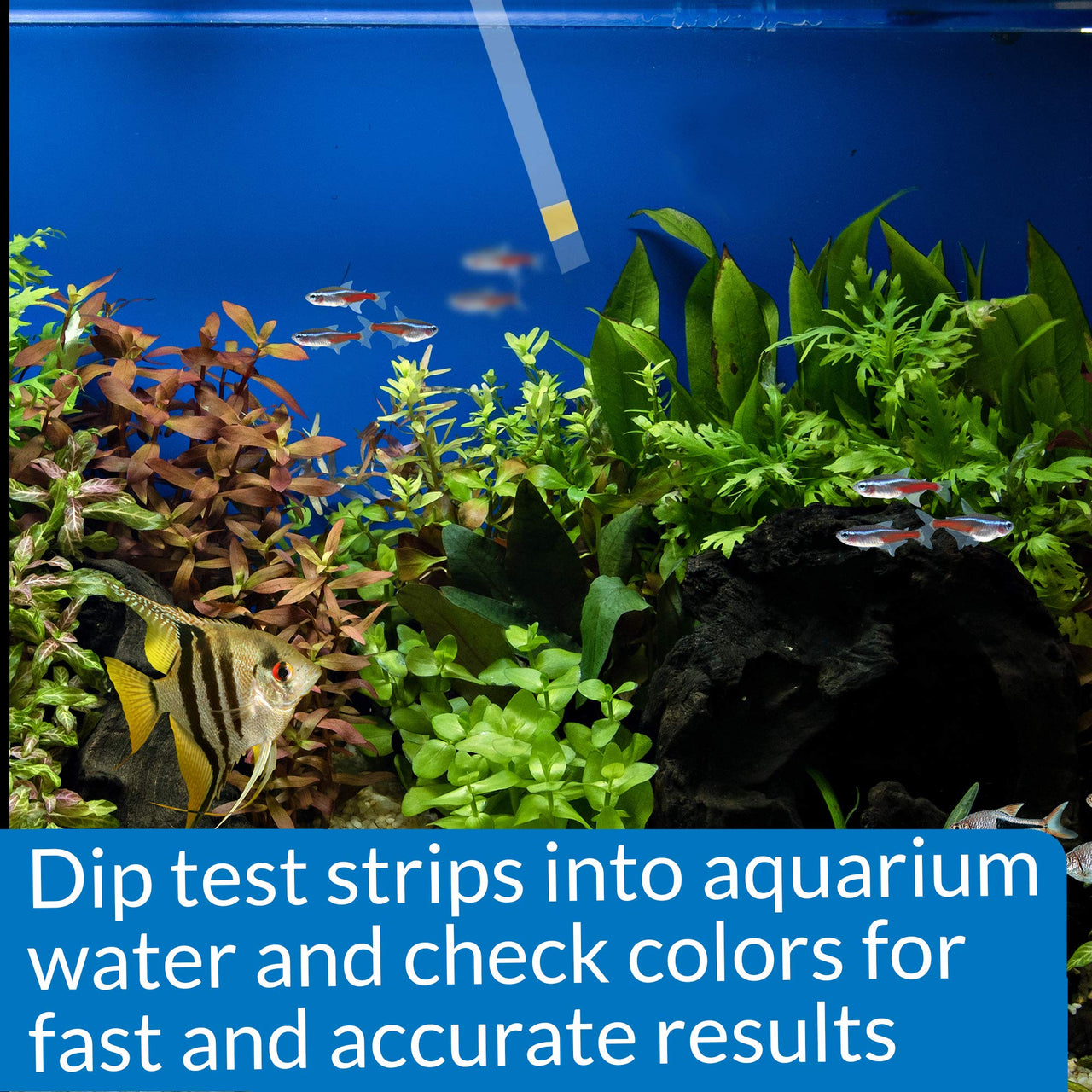 API Test Strips Ammonia