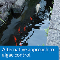 Thumbnail for API PONDCARE MICROBIAL ALGAE CLEAN Biological Inhibitor of Green Water, Alternative approach to algae control, 16-Ounce Bottle