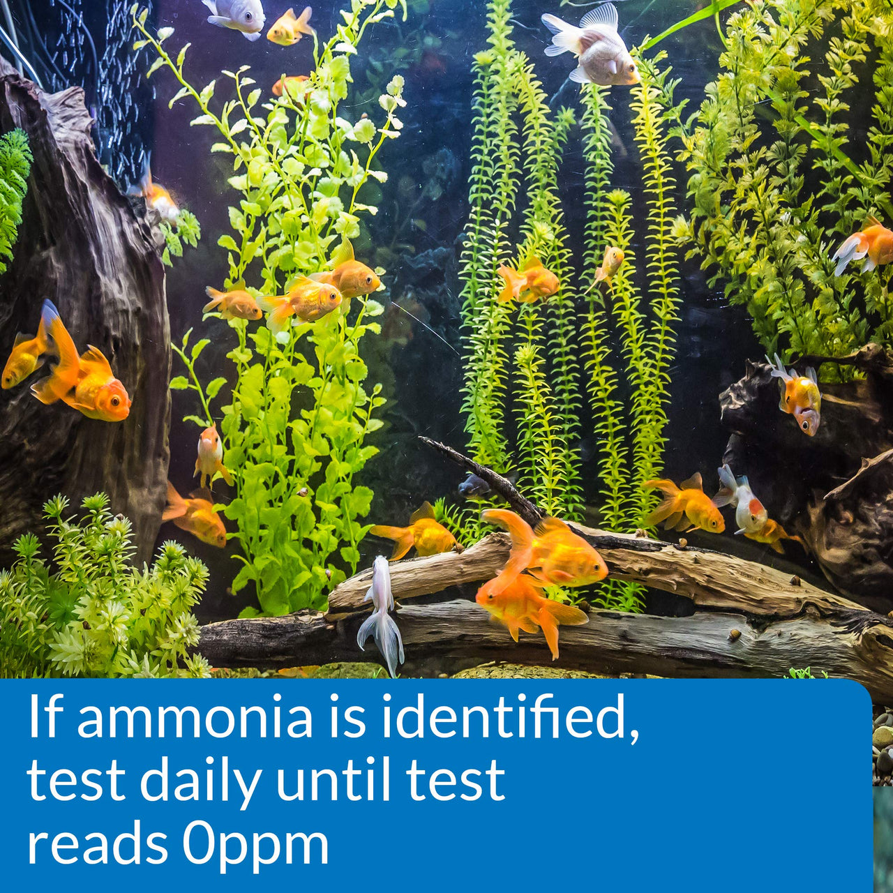 API Test Strips Ammonia