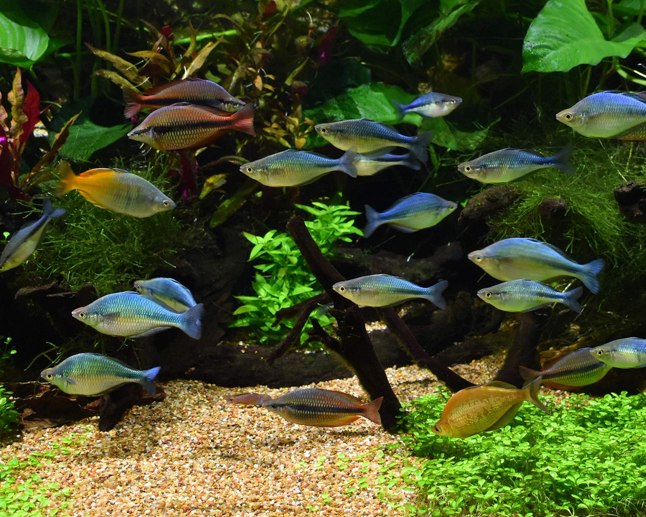 Seachem Equilibrium 300gram
