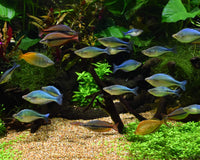 Thumbnail for Seachem Equilibrium 300gram