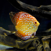 Thumbnail for Seachem Discus Buffer 250gram