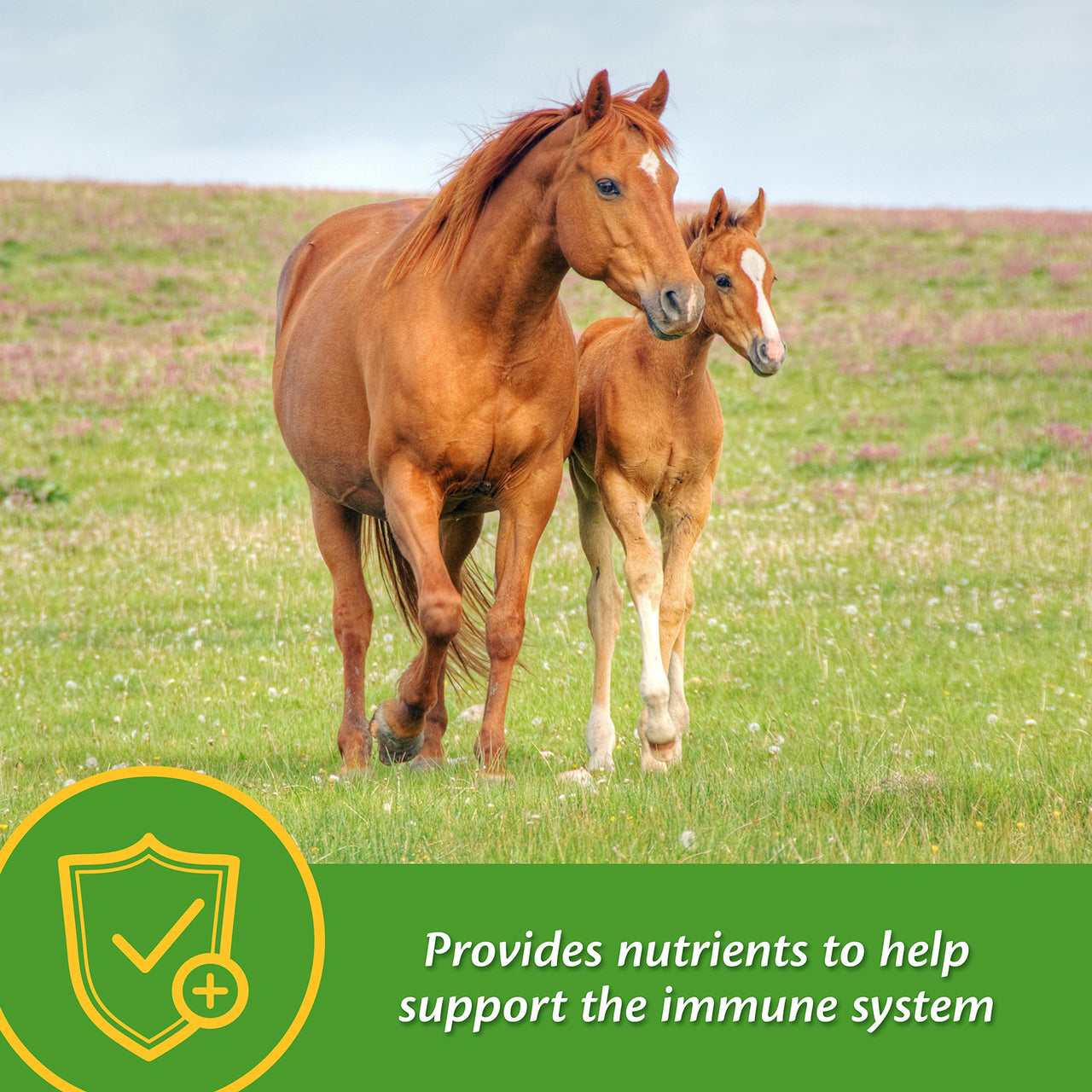 Farnam Grow Colt Supplement for Growth & Development, Supports Normal, consistent Growth in First Years of foal's Life, 3.75 lbs., 30 Day Supply