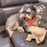 Thumbnail for SPOT Dura-Fused Leather Raccoon Dog Toy – Real Leather & Jute Fabric, Double-Stitched & Durable, Squeaky Interactive Chew Toy for Moderate Chewers, Small & Medium Dogs, Soft Stuffed Fetch Toy, 7.25in