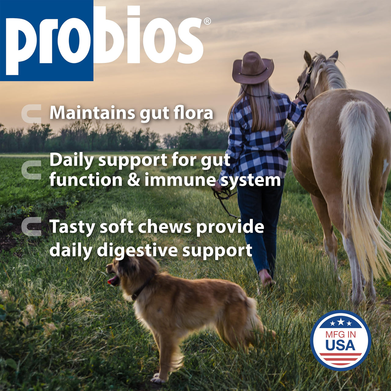Probios for Horses Soft Chews, Daily Probiotic Supplement for Gut Health, Digestion & Immune Support, Horse Supplies, Apple Flavor, 1.32 lbs (600 Grams)