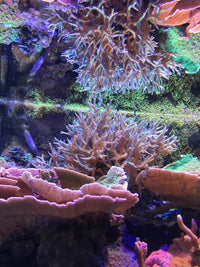 Thumbnail for Reef Zooplankton 500 ml