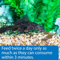 Thumbnail for API ALGAE EATER WAFERS Algae Wafer Fish Food 1.3-Ounce Container