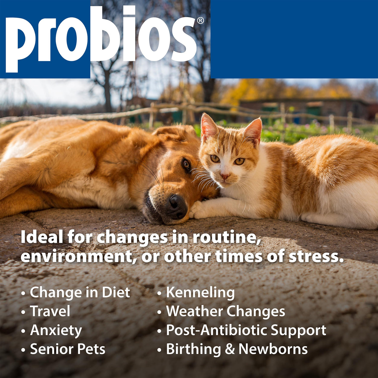 Probios Digestive Support Chewables for Dogs, Daily Probiotic Supplement for Gut Health, Digestion & Immune Support, 1 lb