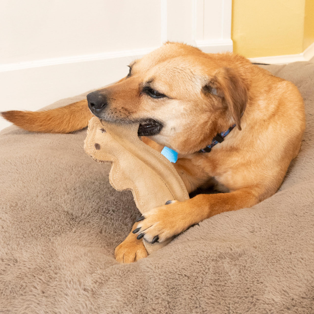SPOT Dura-Fused Leather Squirrel Dog Toy – Real Leather & Jute Fabric, Double-Stitched & Durable, Soft Stuffed Squeaky Interactive Chew Toy for Moderate Chewers, Small & Medium Dogs, 8in