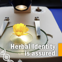 Thumbnail for Herb Pharm Certified Organic Stoneroot Blend Liquid Extract for Cardiovascular and Circulatory Support-4 oz