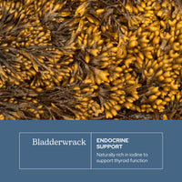 Thumbnail for Eclectic Herb - Premium Freeze-Dried Bladderwrack Capsules | Endocrine System Support | Healthy Skin and Hair | Seaweed Supplement | Wildcrafted, Hand-Harvested, Non-GMO, Vegan (90 CT | 600 mg)