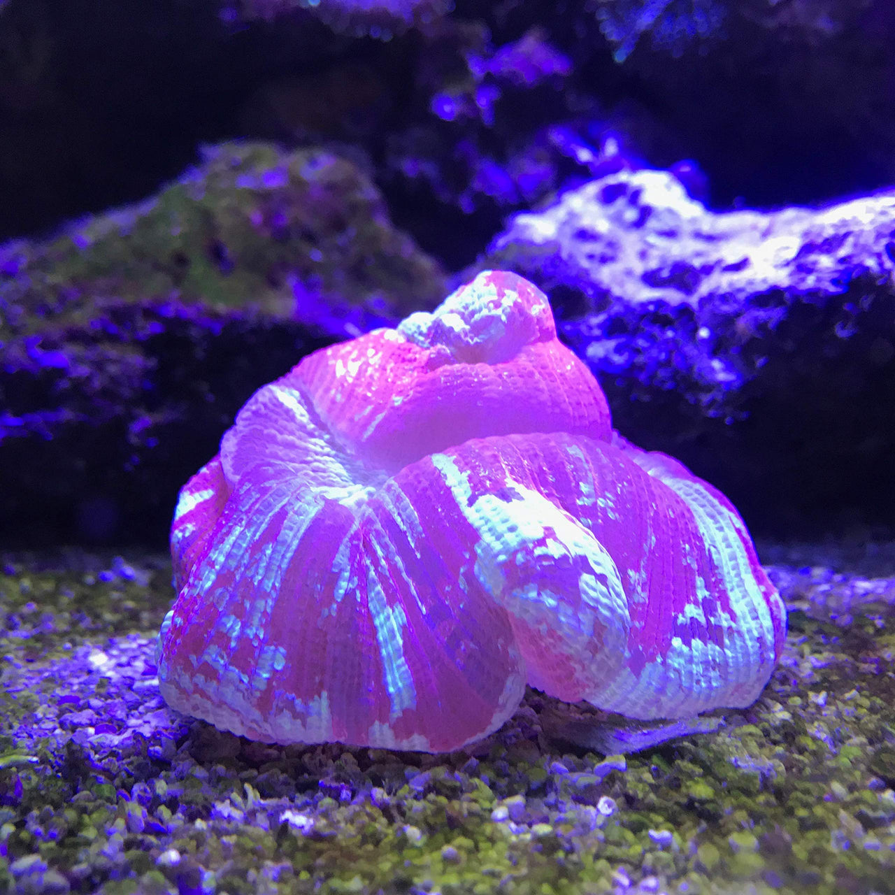 Seachem Reef Buffer 250gram