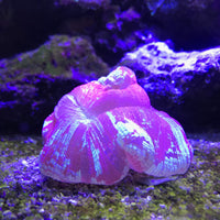 Thumbnail for Seachem Reef Buffer 250gram