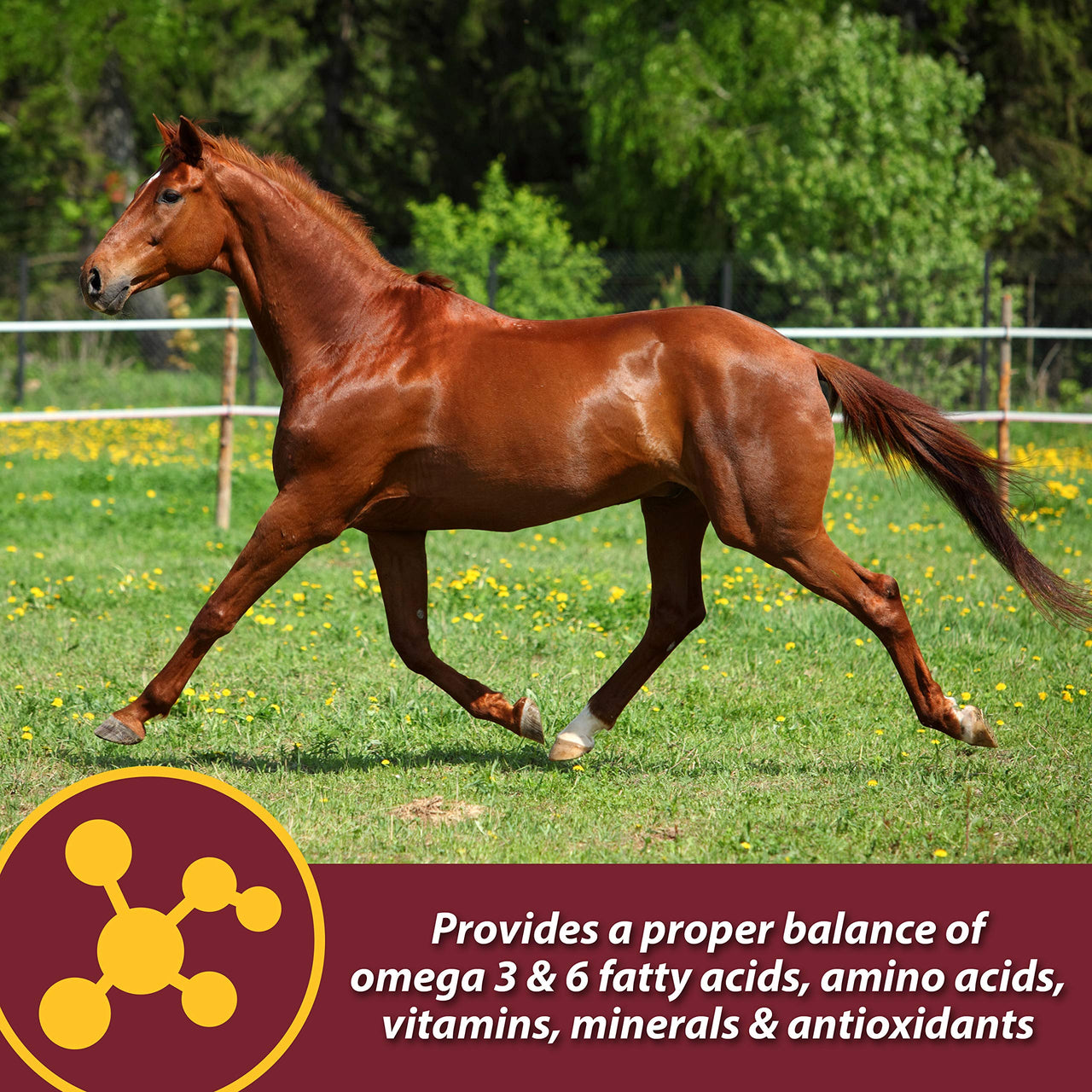 Farnam Laser Sheen Skin & Coat Supplement for Horses, Promotes Healthy Skin & Radiant Coat from The Inside Out, 3.75 Pounds 30 Day Supply