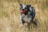 Thumbnail for Chuckit! Ultra Ball Dog Toy - Medium Bouncy Fetch Balls For Dogs 20-60 lbs - Made from Durable Rubber - Floating Water Pet Toys - Size Medium - 2.5-inch Diameter - Pack of 2