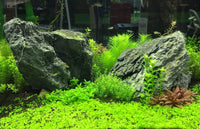 Thumbnail for Seachem Flourish Tabs Growth Supplement - Aquatic Plant Stimulant 40 ct