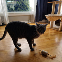 Thumbnail for SPOT Naturals Silver Vine Cat Toy – Natural Interactive Enrichment for Cats, Stimulates Play and Reduces Stress, Durable and Safe, Perfect for Indoor Cats and Kittens, Assorted Styles, 1 Piece