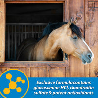 Thumbnail for Farnam Fluidflex Liquid Joint Supplement for Horses, Helps Maintain Healthy Hip & Joint Function, 32 Ounces 32 Day Supply