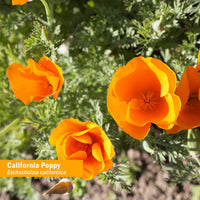 Thumbnail for Herb Pharm Certified Organic California Poppy Liquid Extract for Calming Nervous System Support - 4 Ounce