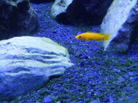 Thumbnail for Cichlid Lake Salt, 250 g / 8.8 oz