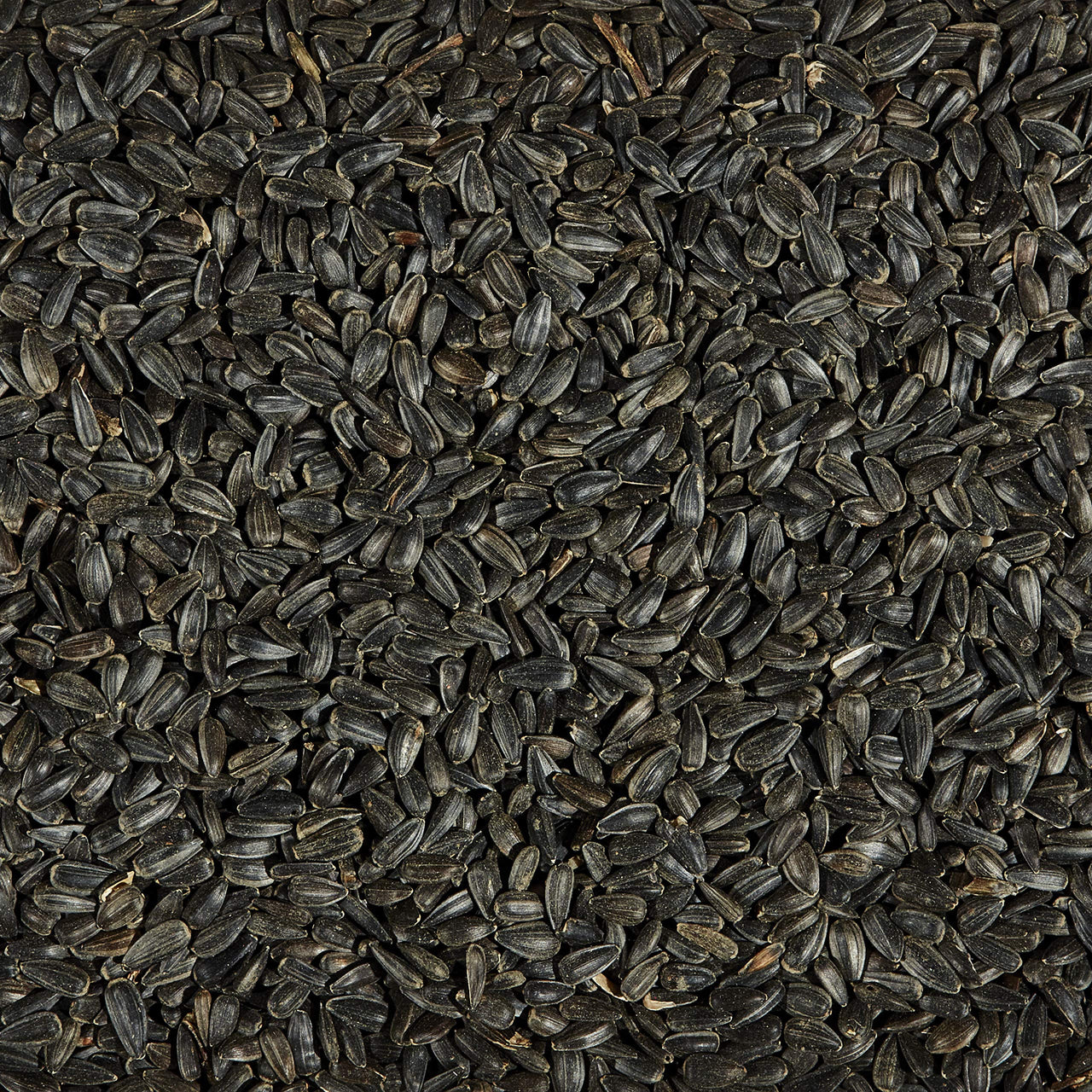 Kaytee Wild Bird Black Oil Sunflower Food, 5 Pounds